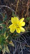 Image of Hooker's evening primrose