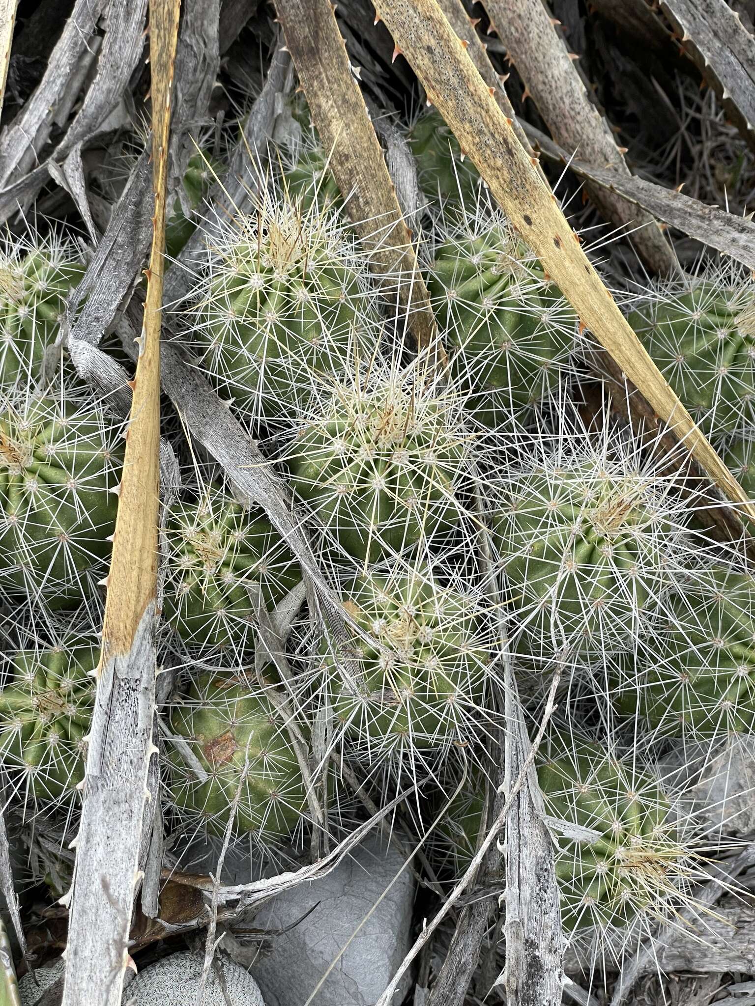 Image of Echinocereus parkeri subsp. arteagensis W. Blum & Mich. Lange