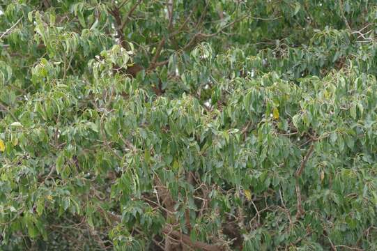 Cordia caffra Sond. resmi