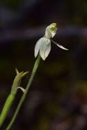 Caladenia nothofageti D. L. Jones, Molloy & M. A. Clem.的圖片