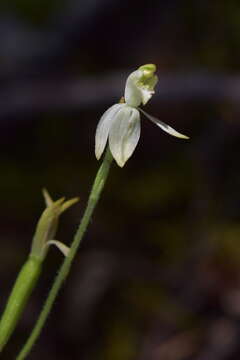 Image of Caladenia nothofageti D. L. Jones, Molloy & M. A. Clem.