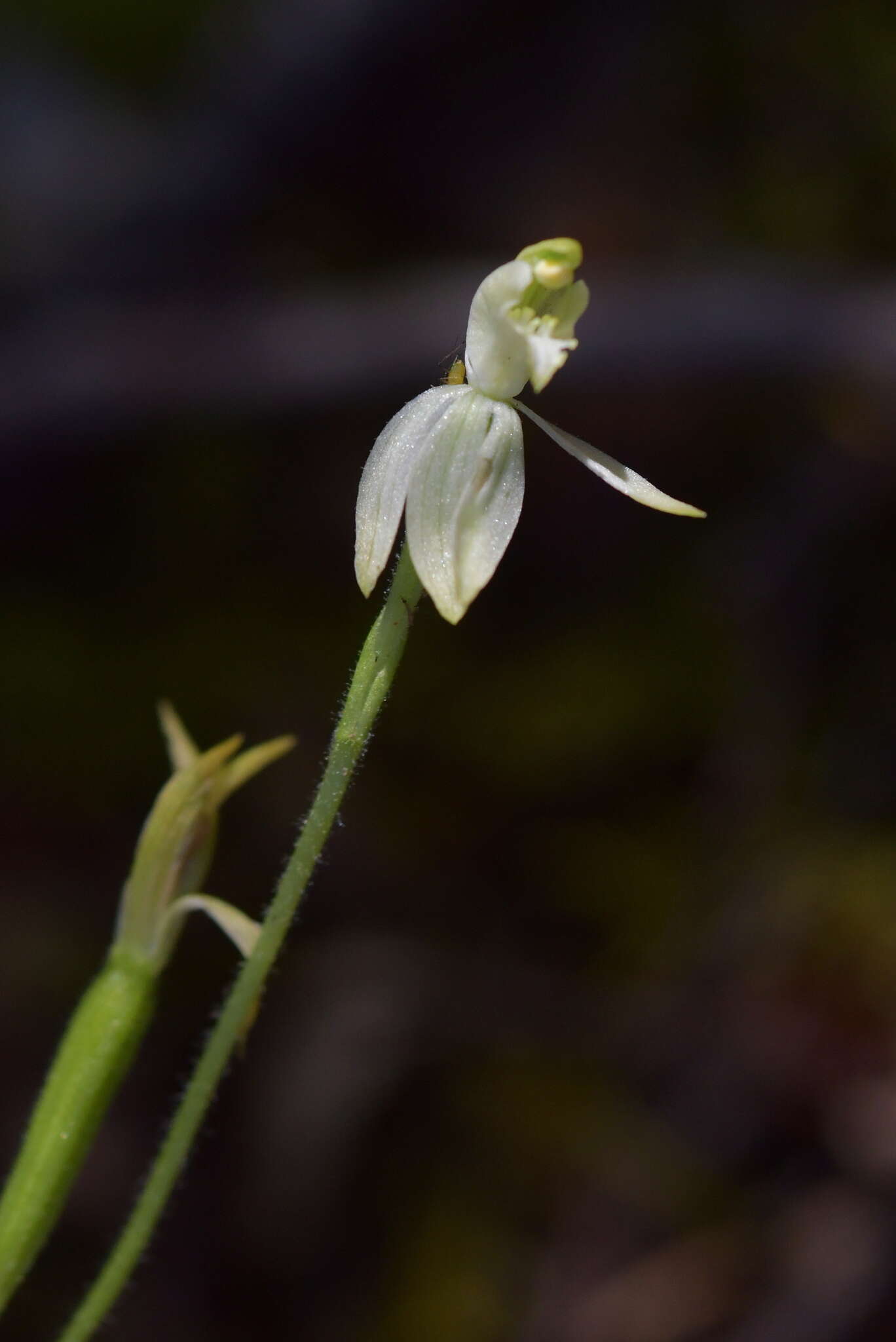 Caladenia nothofageti D. L. Jones, Molloy & M. A. Clem.的圖片