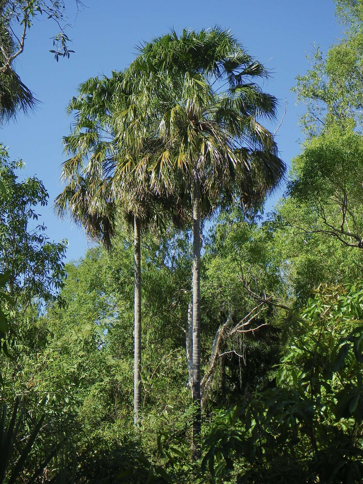 Image of Livistona benthamii F. M. Bailey