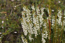 Image of Epacris obtusifolia Sm.