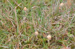 Plancia ëd Psilocybe semilanceata (Fr.) P. Kumm. 1871