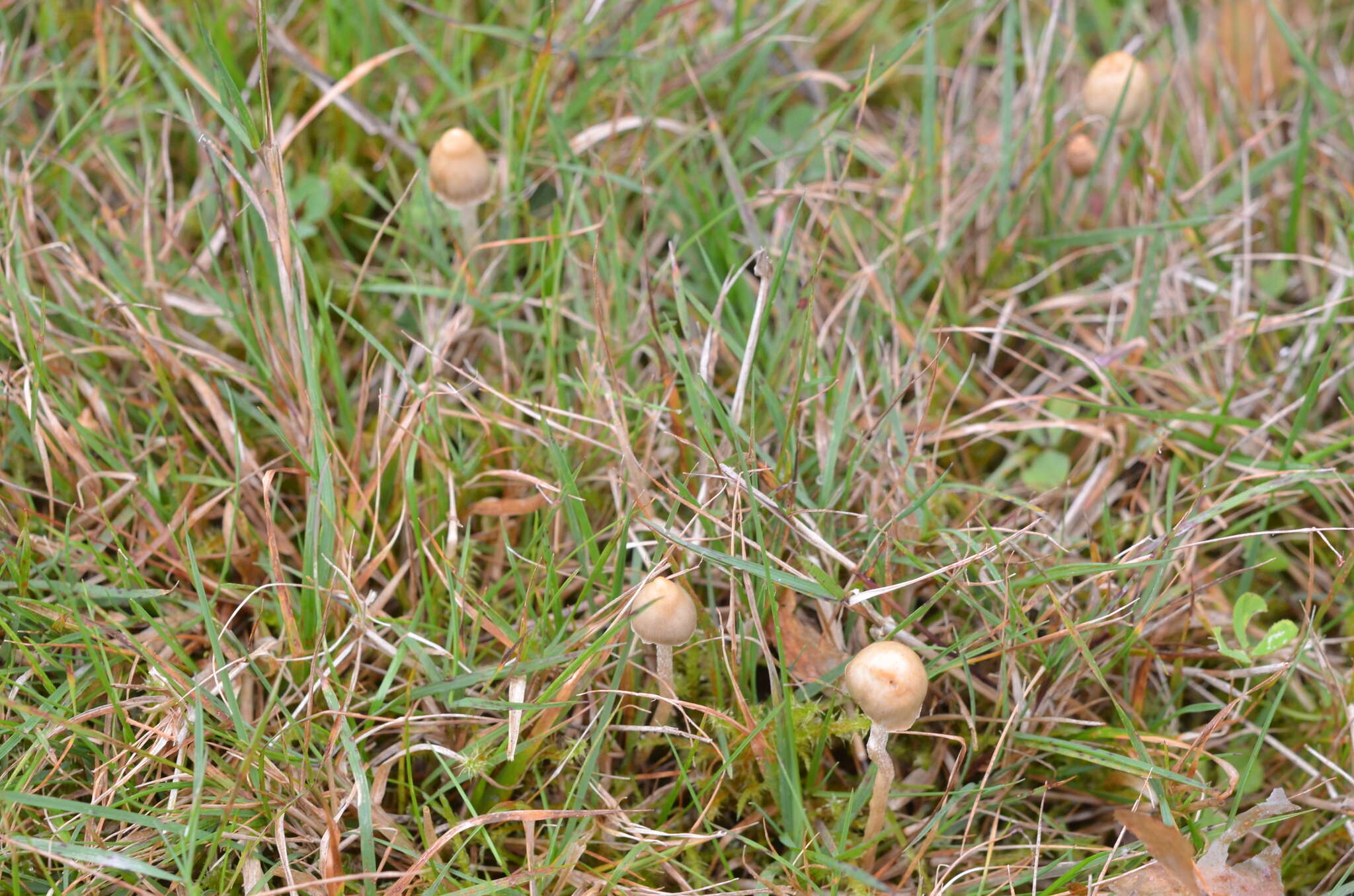 Plancia ëd Psilocybe semilanceata (Fr.) P. Kumm. 1871