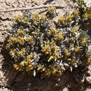 Слика од Physaria hitchcockii subsp. rubicundula (Rollins) O'Kane & Al-Shehbaz