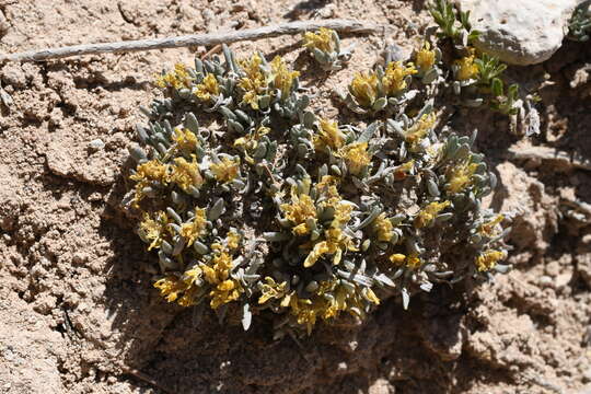 Plancia ëd Physaria hitchcockii subsp. rubicundula (Rollins) O'Kane & Al-Shehbaz