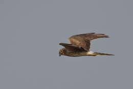 Image of Pallid Harrier