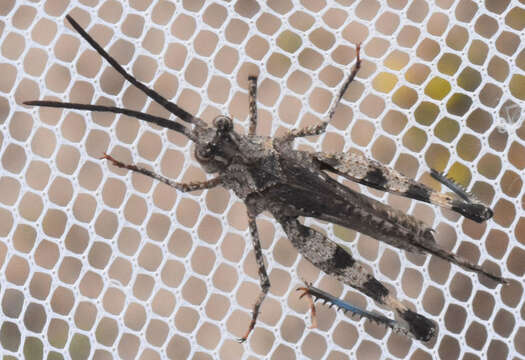 Image of Caudell's Long-horned Grasshopper