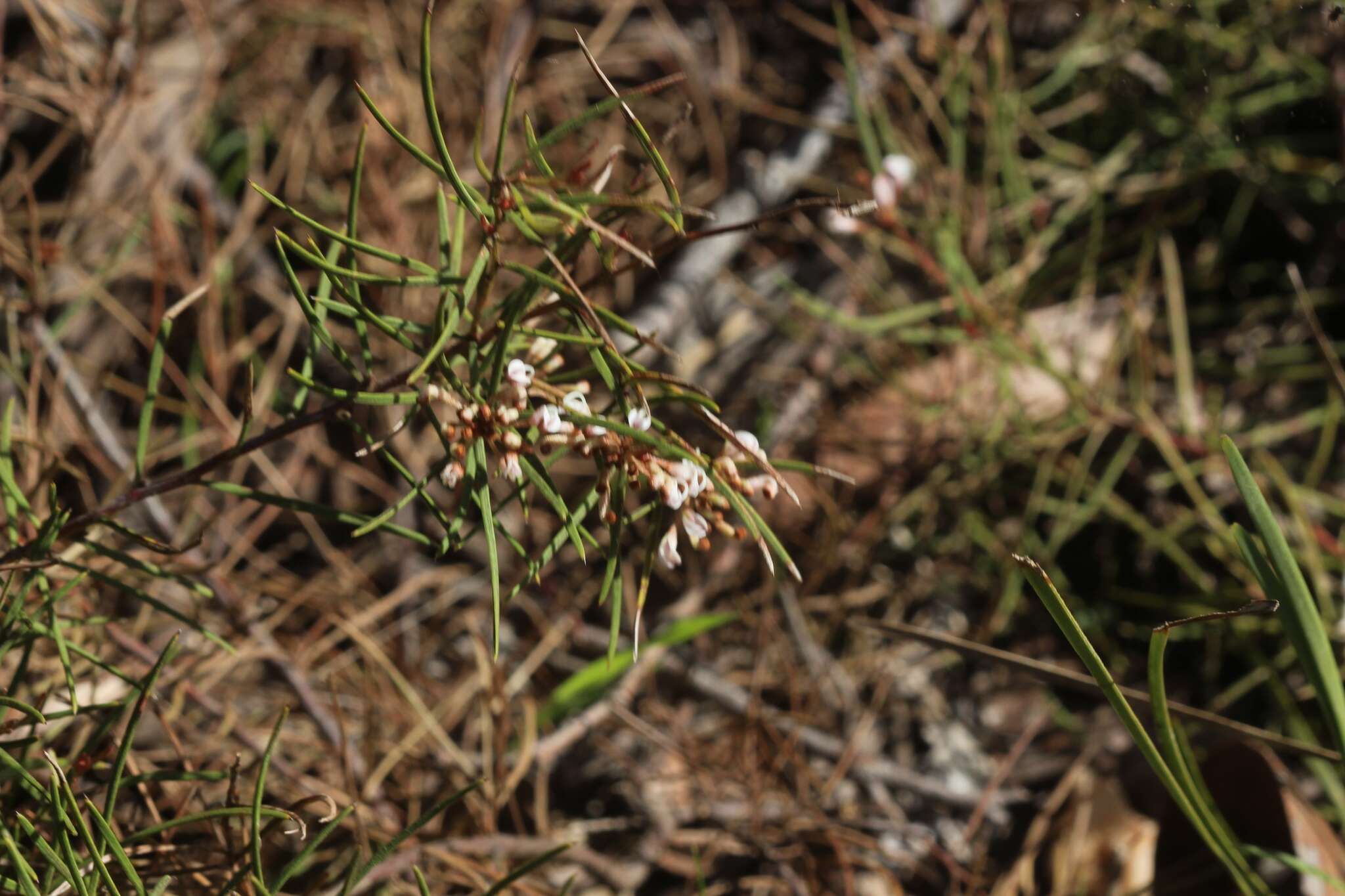 Image of Grevillea micrantha Meissn.