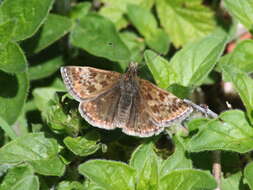 Image of dingy skipper