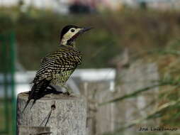 Image of Green-barred Woodpecker