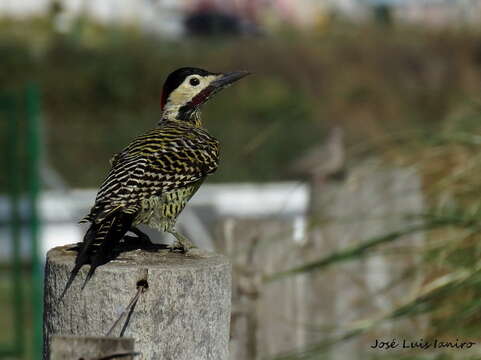 Image of Green-barred Woodpecker