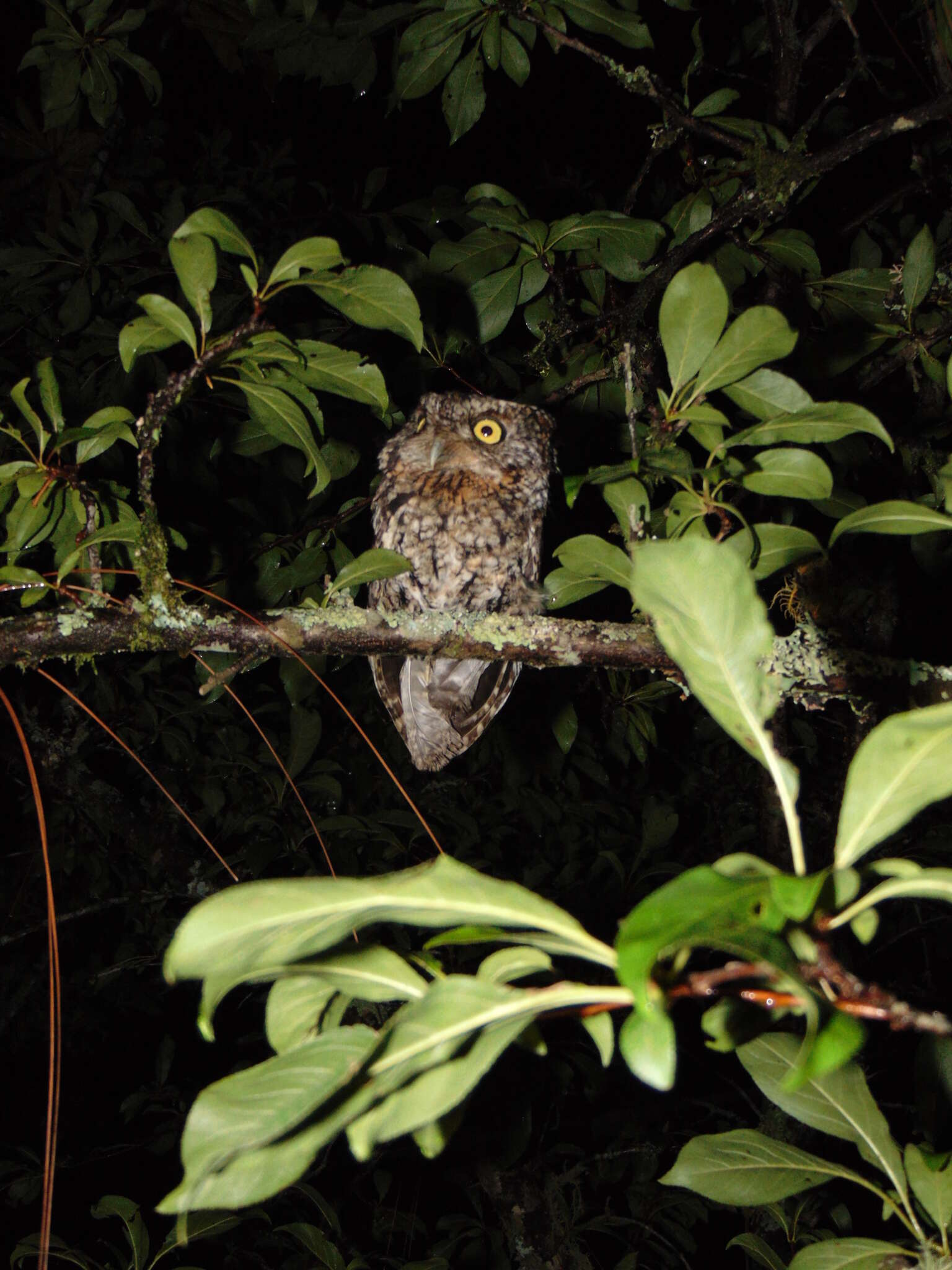 Image of Whiskered Screech Owl