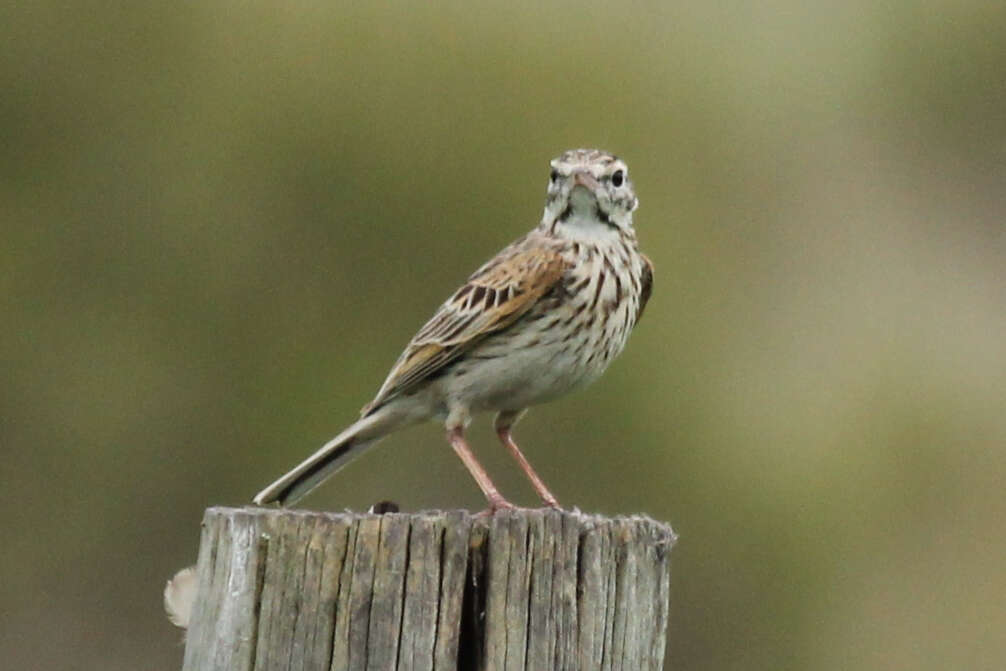 Image of Australian Pipit