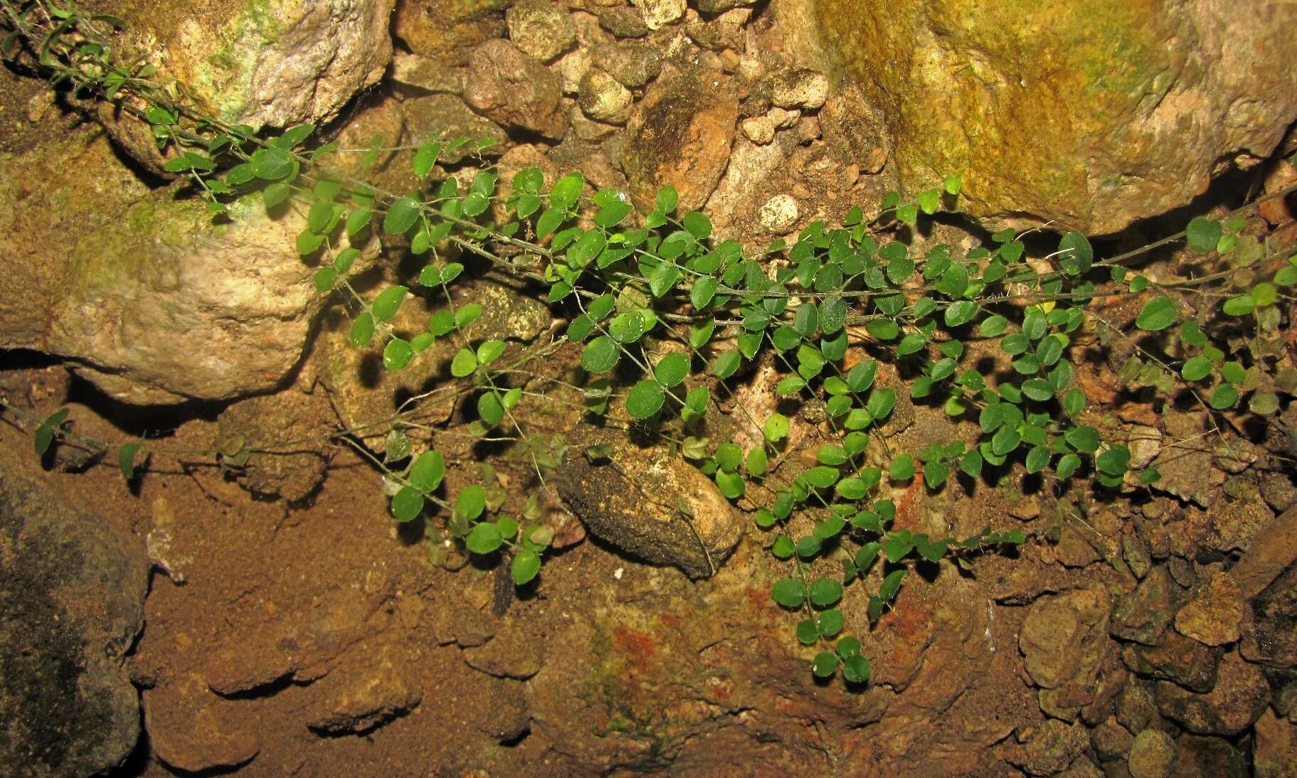 Image of Mascagnia vacciniifolia Nied.