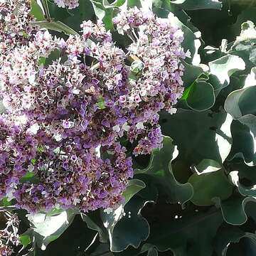 Image of Limonium dagmariae