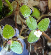 Слика од Gratiola amphiantha D. Estes & R. L. Small