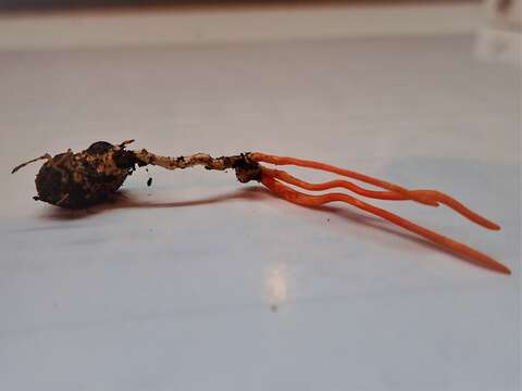 Image of <i>Cordyceps nidus</i>