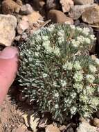 Image of Woodside buckwheat