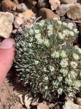 Image of Woodside buckwheat