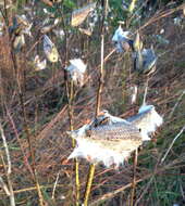 Image of common milkweed