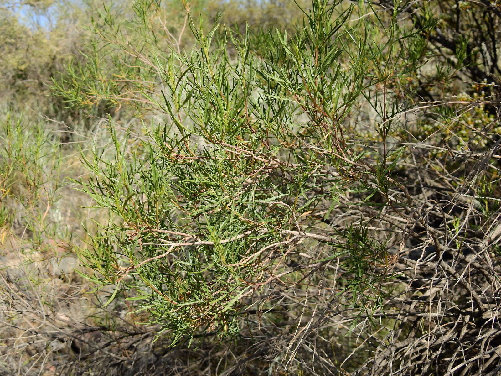 Image of Acanthostyles buniifolius (Hook. & Arn.) R. King & H. Rob.