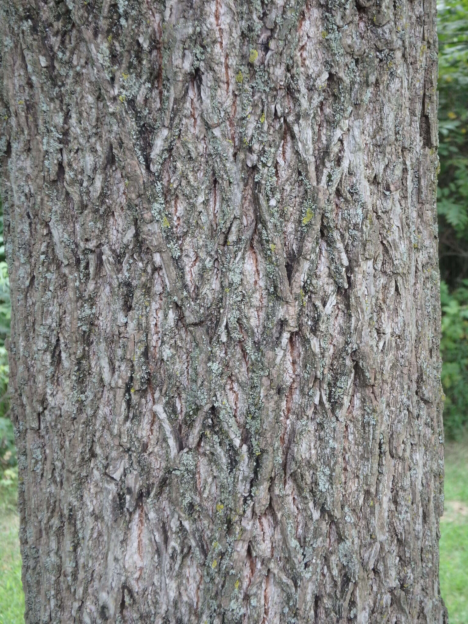 Image of black walnut