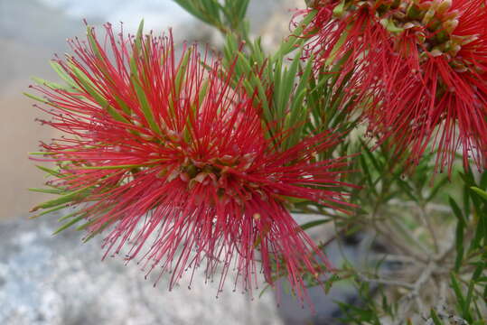 صورة Callistemon subulatus Cheel