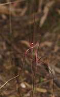 Image of Daddy-long-legs