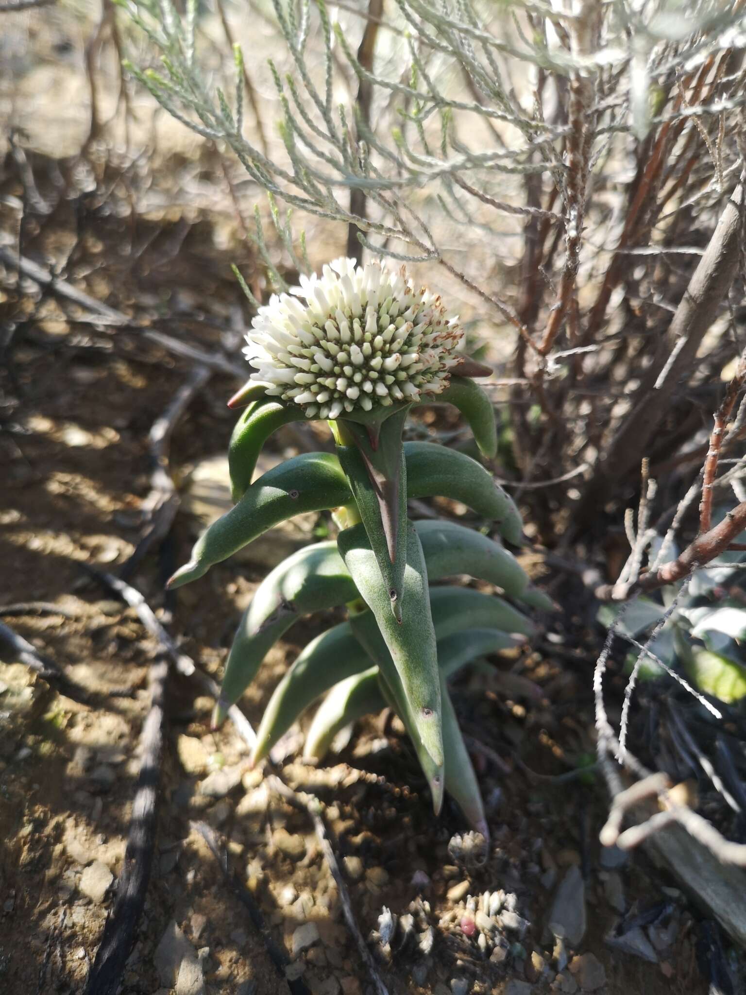 Image of Crassula congesta subsp. laticephala (Schönl.) Tölken