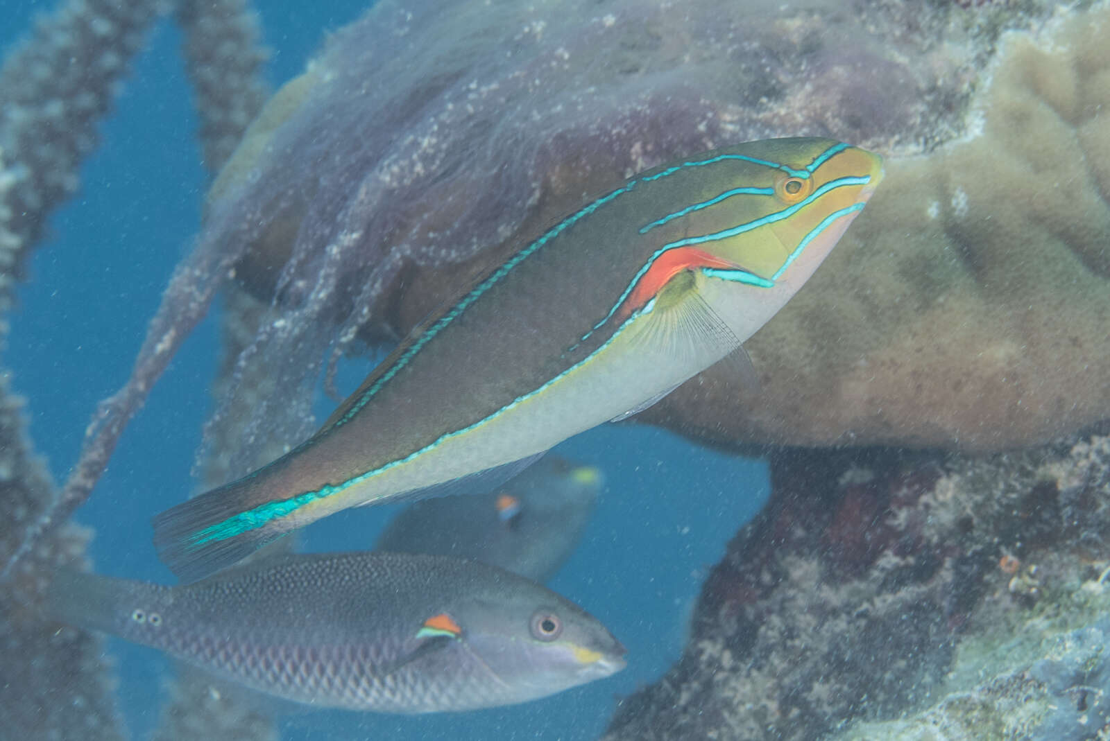 Image of Red-shoulder wrasse