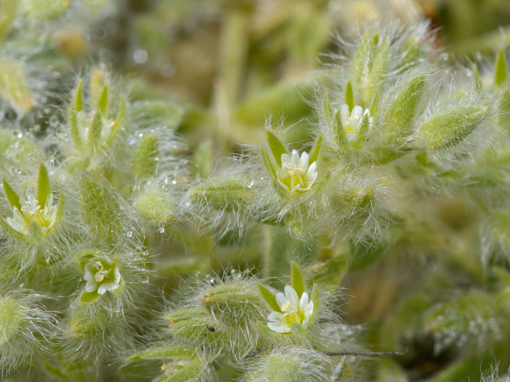 Image of Cerastium comatum Desv.