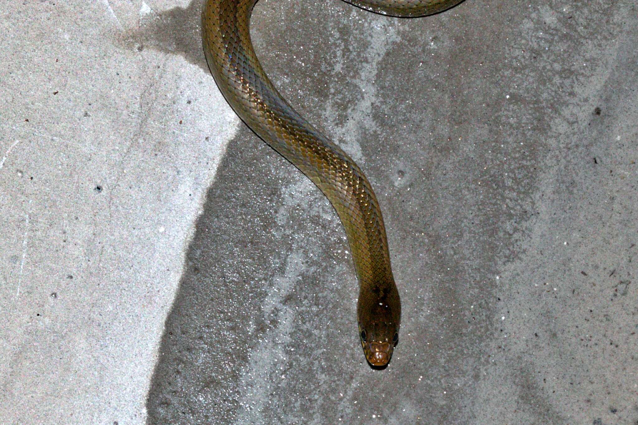 Image of Olive Marsh Snake