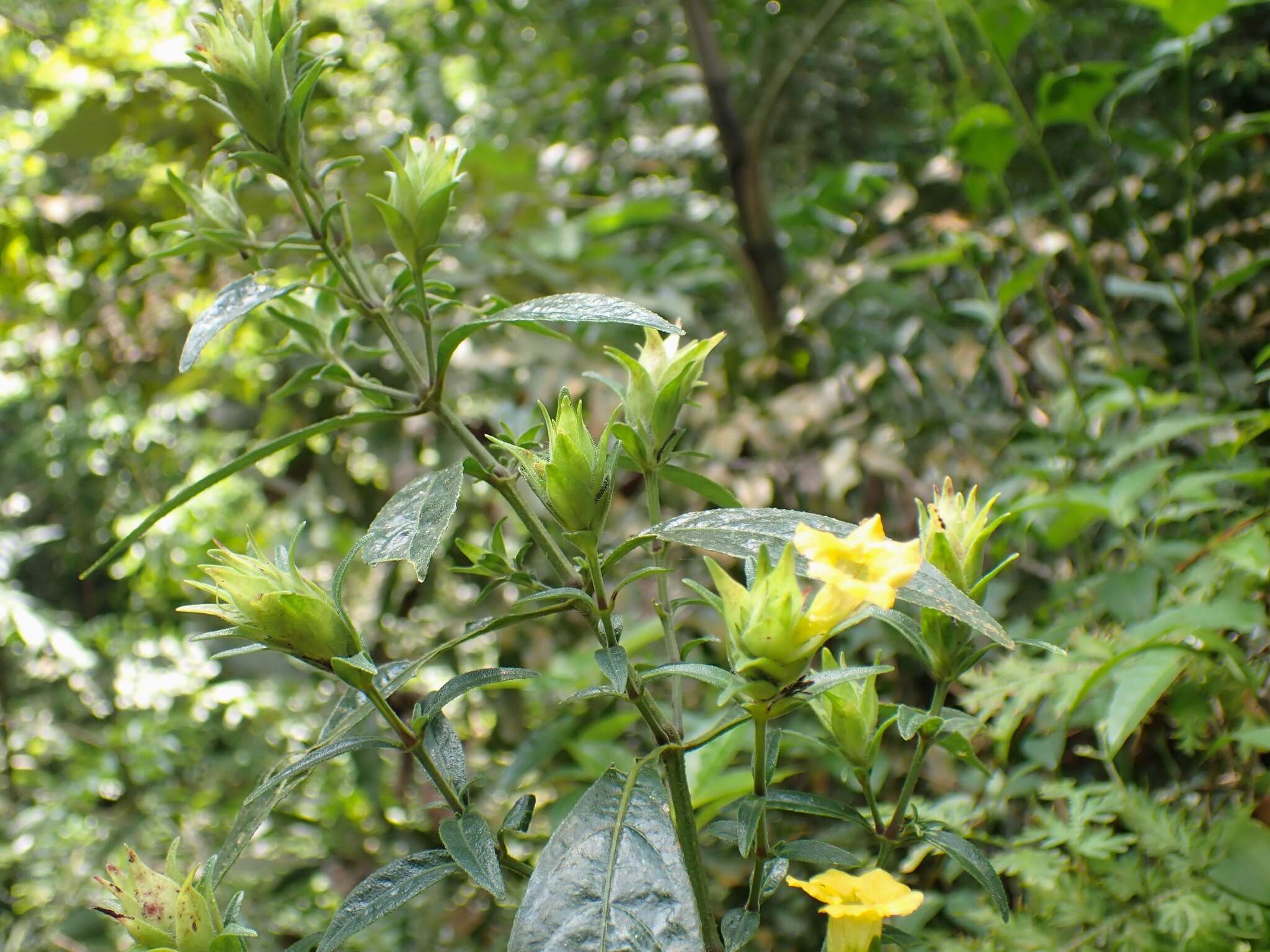 Strobilanthes phyllostachyus Kurz的圖片