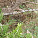 Image of Coenocorypha aucklandica aucklandica (Gray & GR 1845)