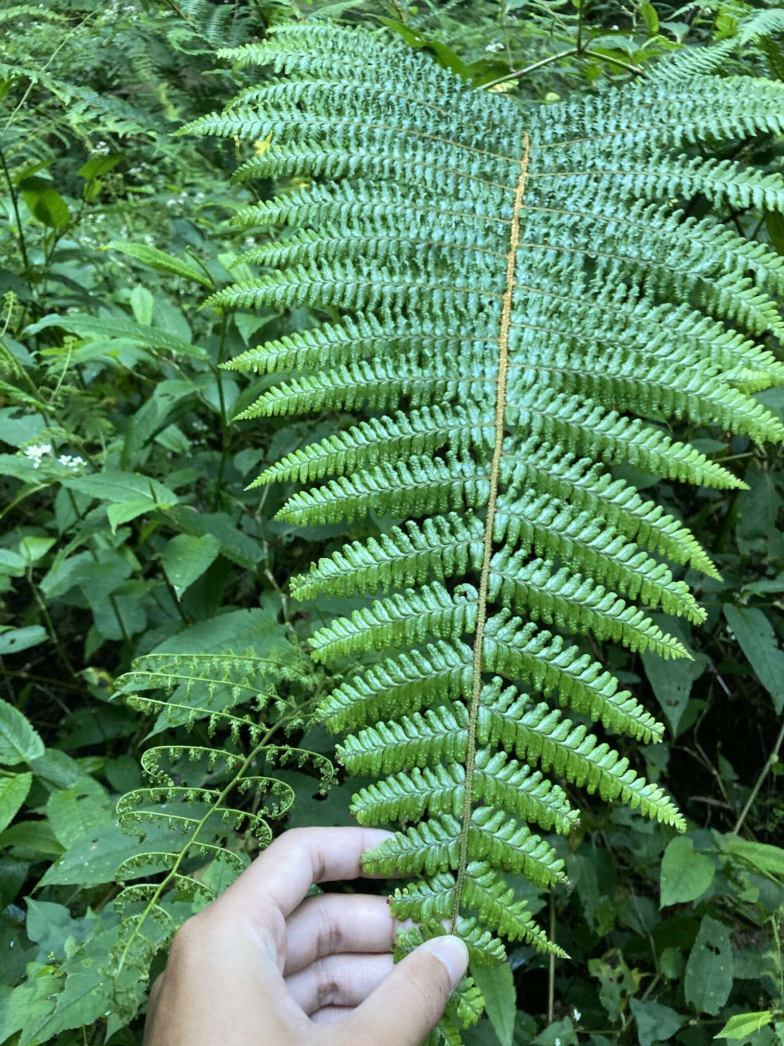 Image of Dryopteris apiciflora (Wall. ex Mett.) O. Kuntze