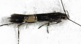 Image of Cosmopterix attenuatella Walker 1864