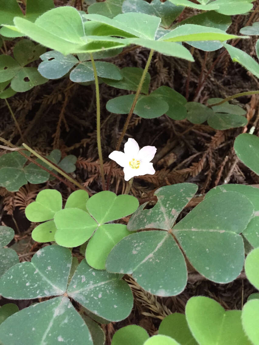 Image of redwood-sorrel