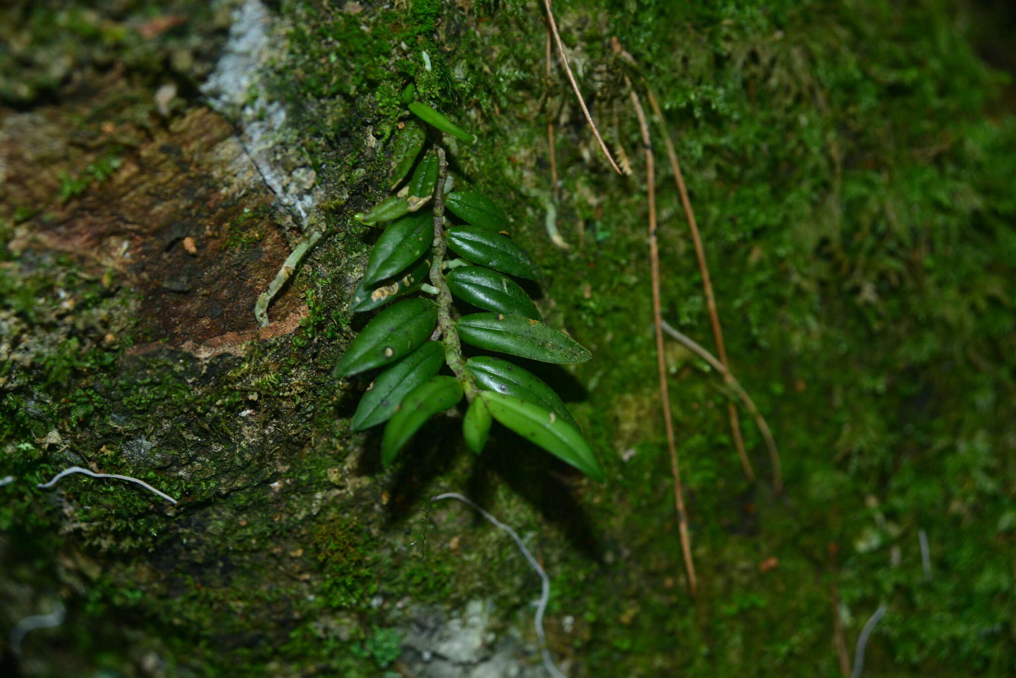 Image of Gastrochilus matsudae Hayata