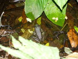 Image of Common Marsh-Frog