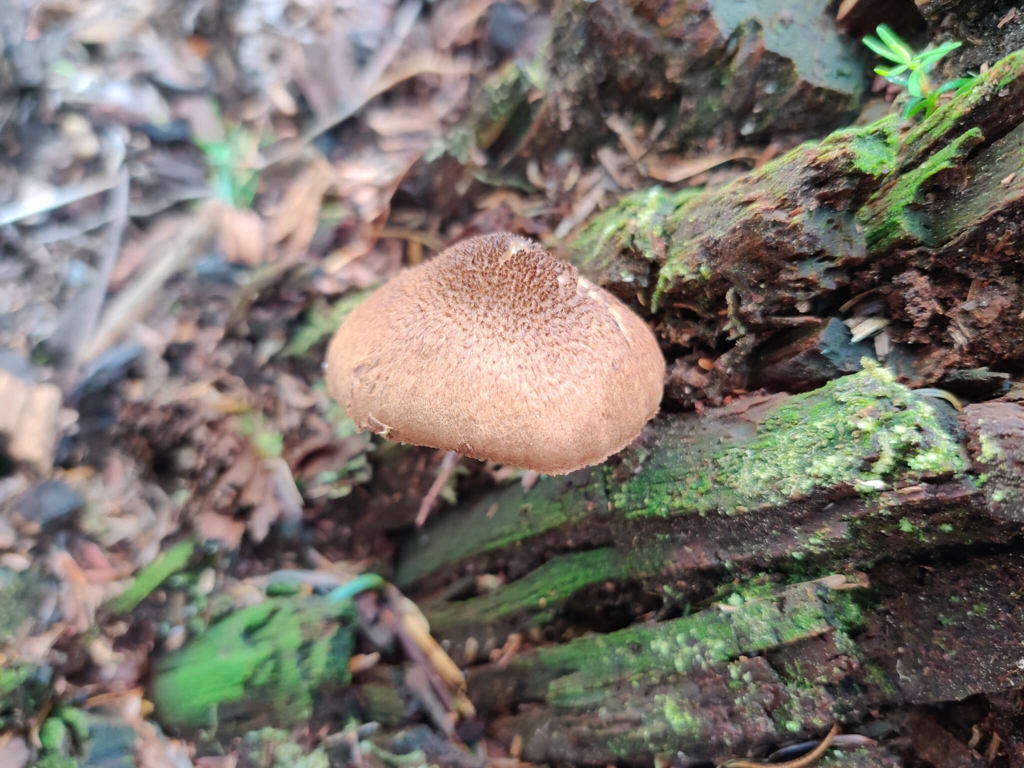 Inocybe lanuginosa (Bull.) P. Kumm. 1871 resmi