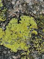 Image of lecanora map lichen