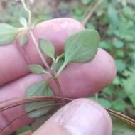 Image of Microspermum nummulariifolium Lag.