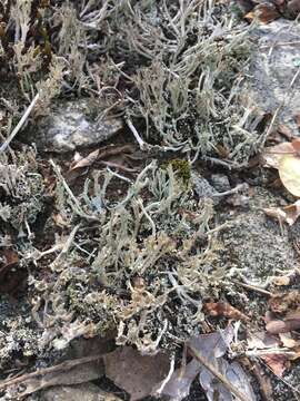 Image of cup lichen