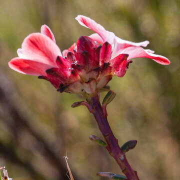 Image of Adenandra viscida Eckl. & Zeyh.