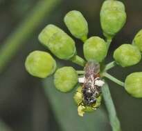 Plancia ëd Lasioglossum hemichalceum (Cockerell 1923)