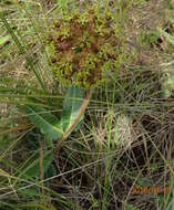 Image of Asclepias macropus (Schltr.) Schltr.