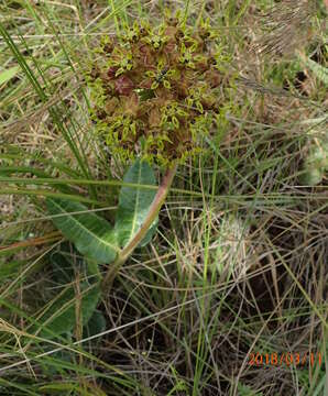 Image of Asclepias macropus (Schltr.) Schltr.